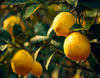 Collections_olfactives_mise_en_avant_images_2.webp